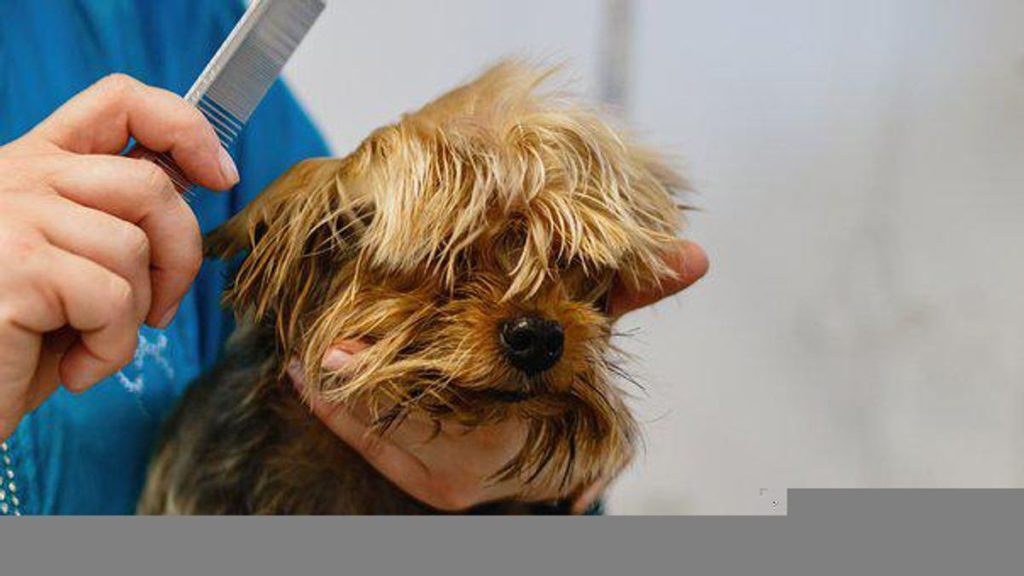 How to Groom Your Dog At Home