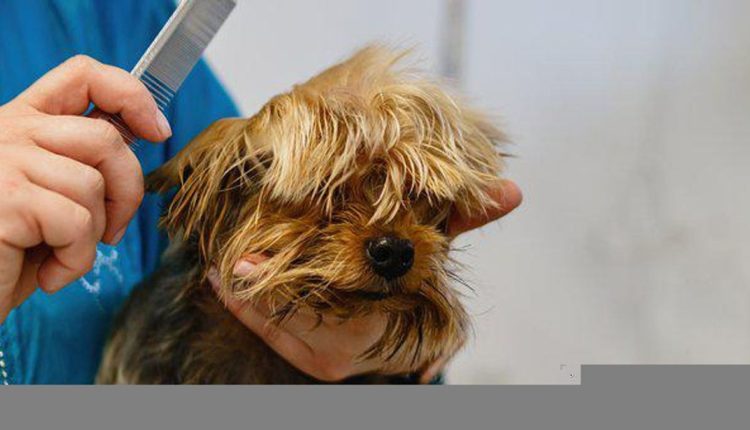 How to Groom Your Dog At Home