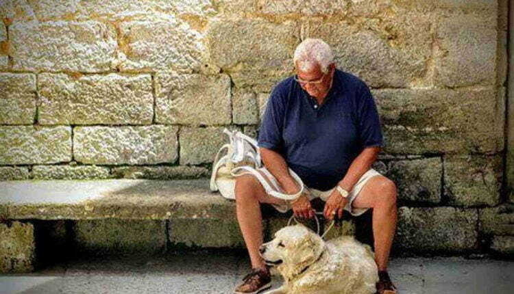 What to Expect As Your Dog Ages