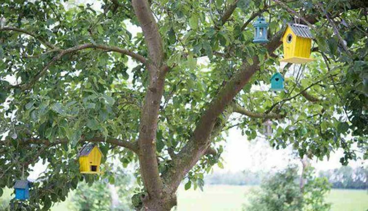 How to Select the Perfect Birdhouse