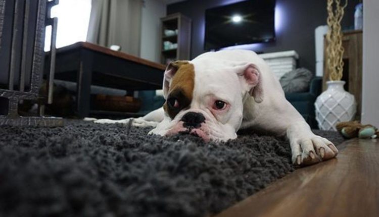 How to Stop Pets From Peeing on Carpets
