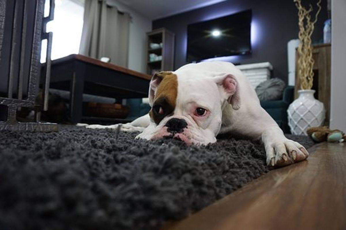 How to Stop Pets From Peeing on Carpets