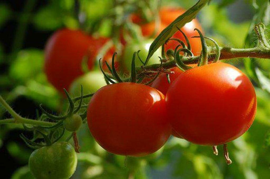 How to Grow Tomatoes
