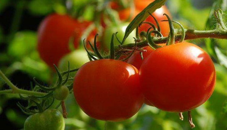How to Grow Tomatoes