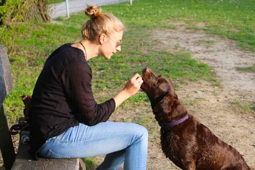Dog Flea Control Management