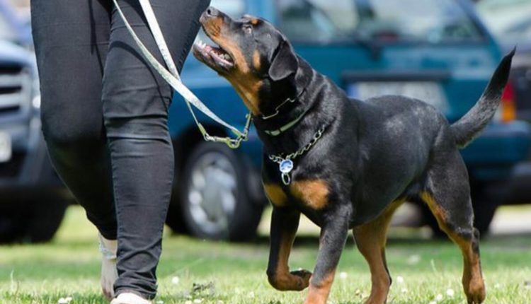 Dog Training