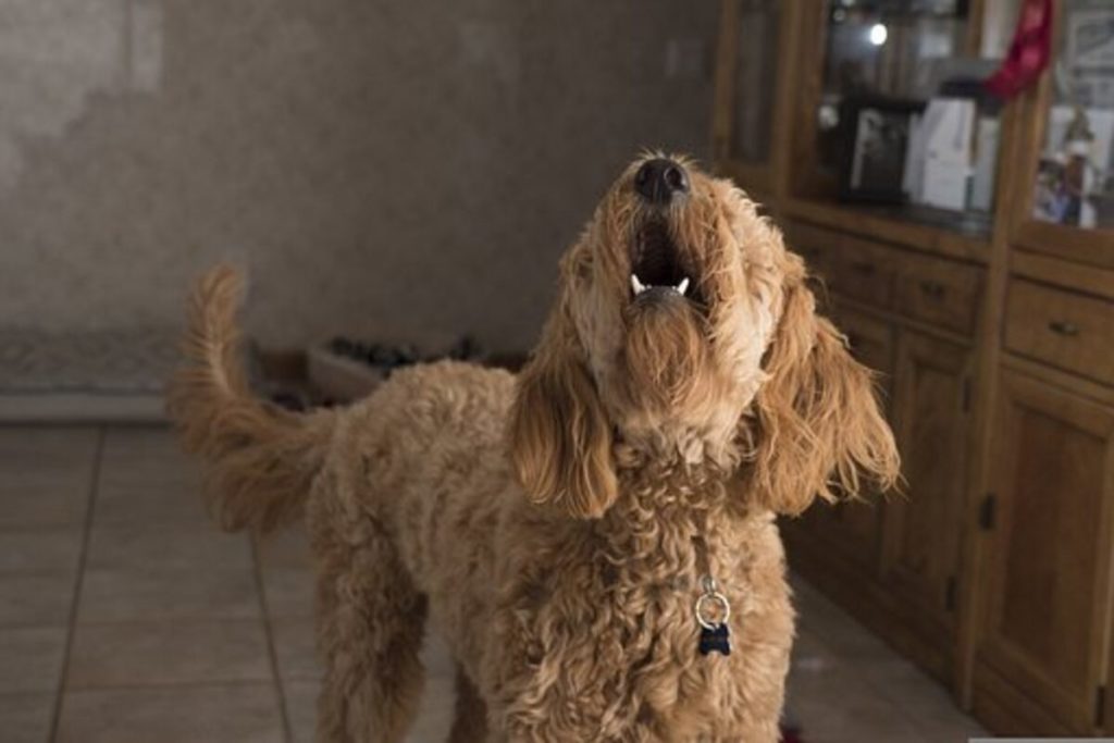 How To Stop Your Dog From Barking