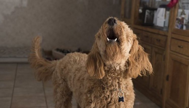 How To Stop Your Dog From Barking