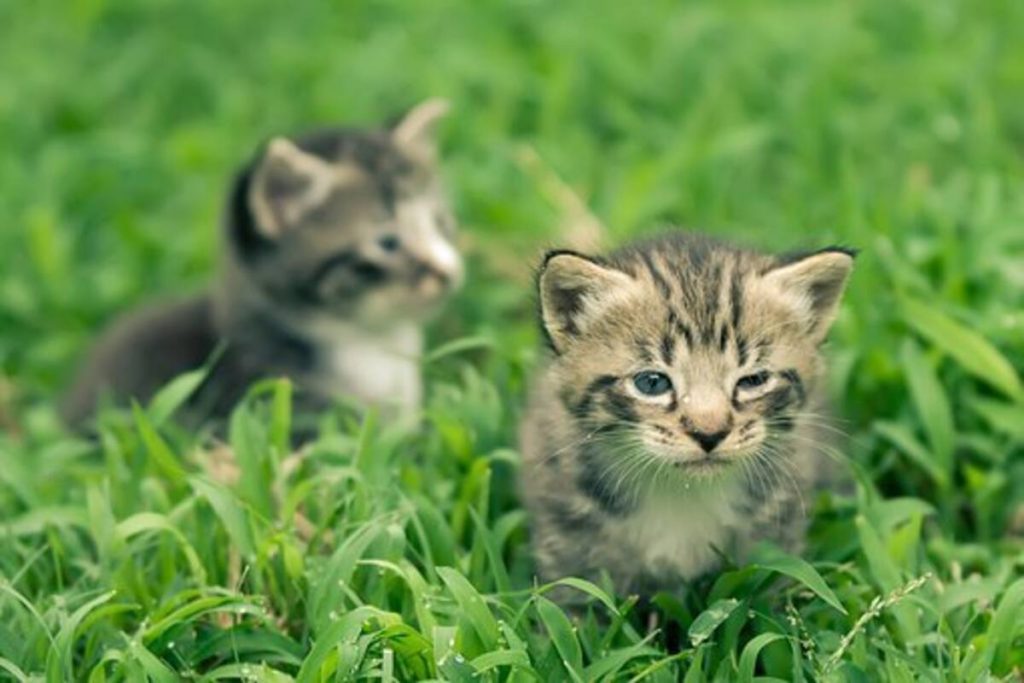 How to Raise a Healthy Kitten
