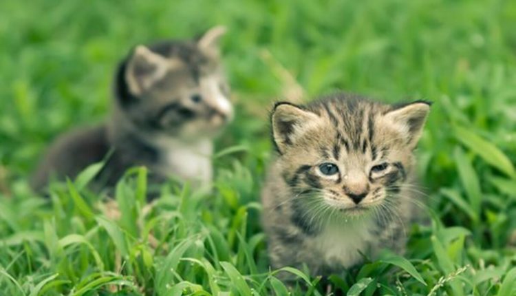 How to Raise a Healthy Kitten