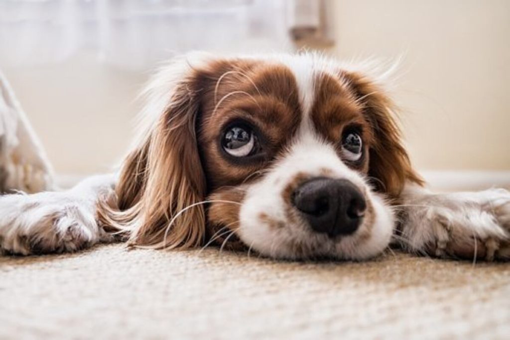 How to Select the Best Dog Possible