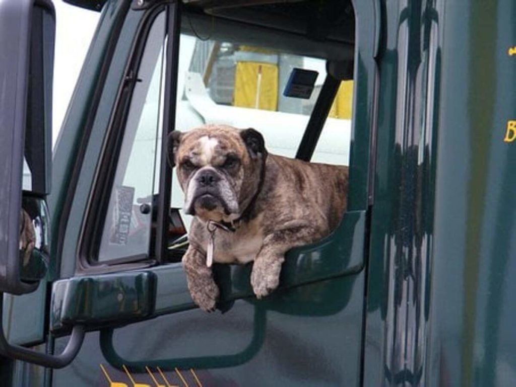 How to Start a Pet Transportation Business
