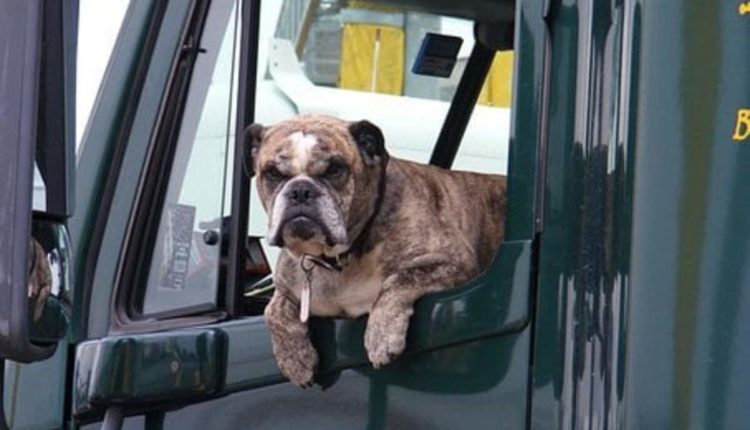 How to Start a Pet Transportation Business