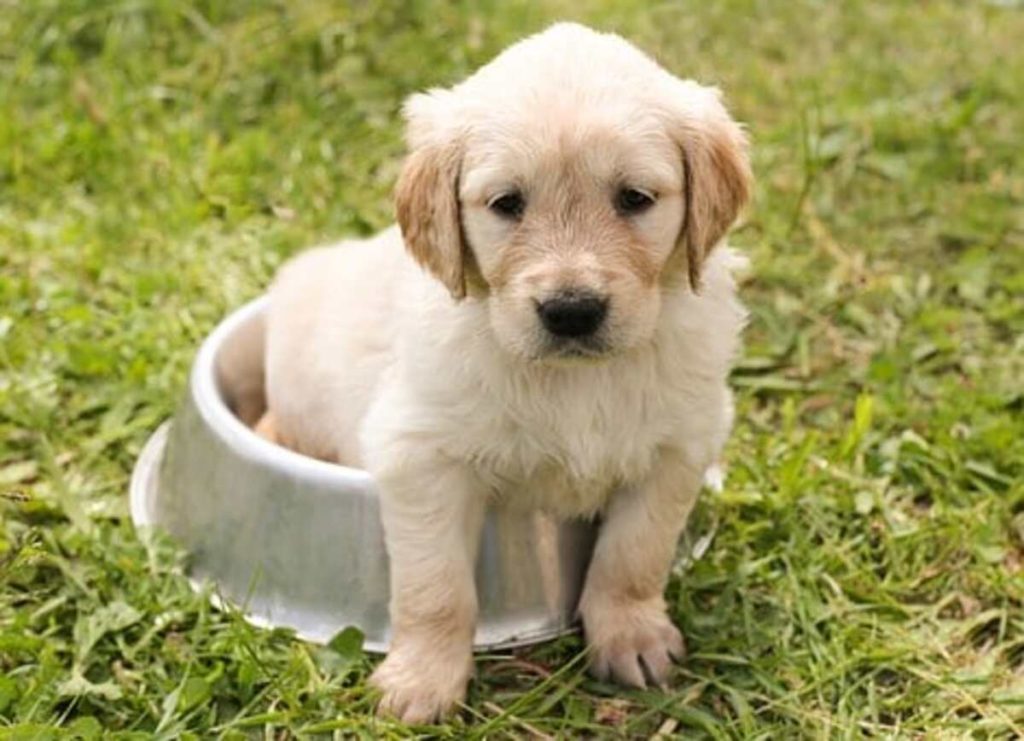 How to Train Your Puppy to Sit