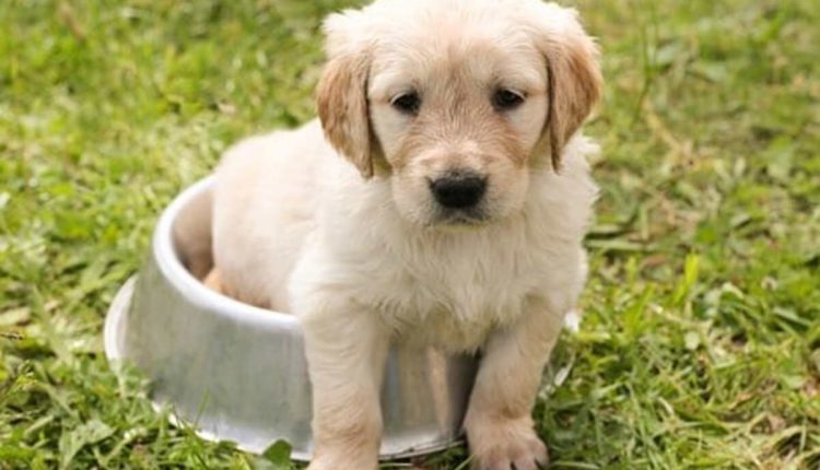 How to Train Your Puppy to Sit
