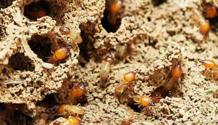 Termites and Termite Control