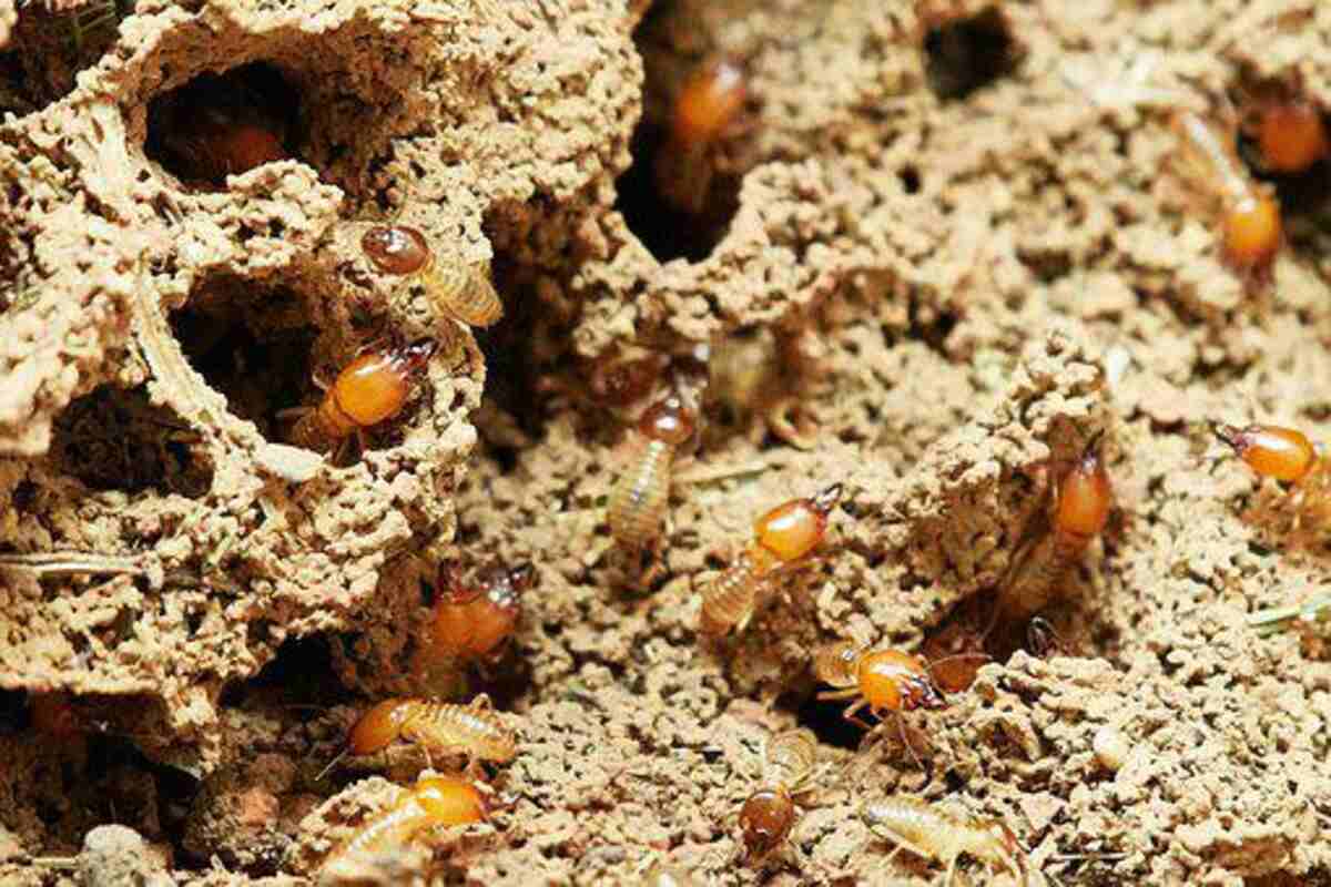 Termites and Termite Control