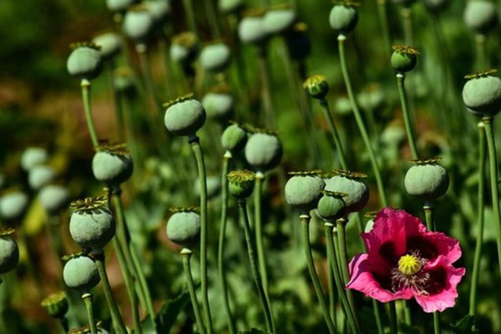 dried poppy heads for sale
