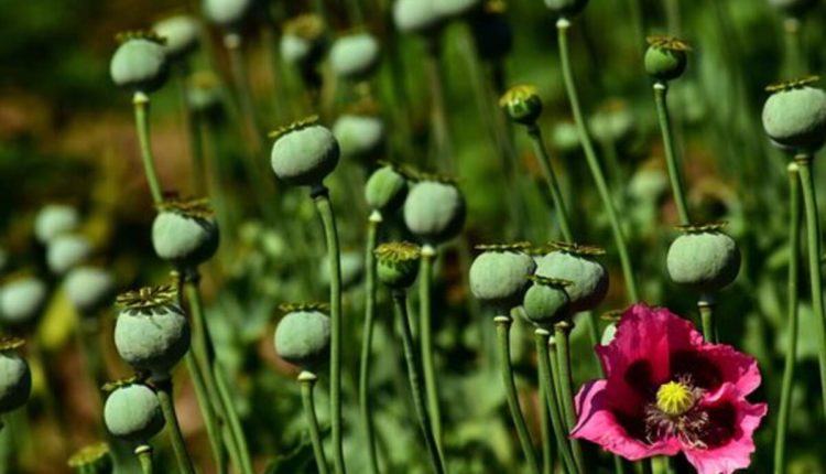 dried poppy heads for sale
