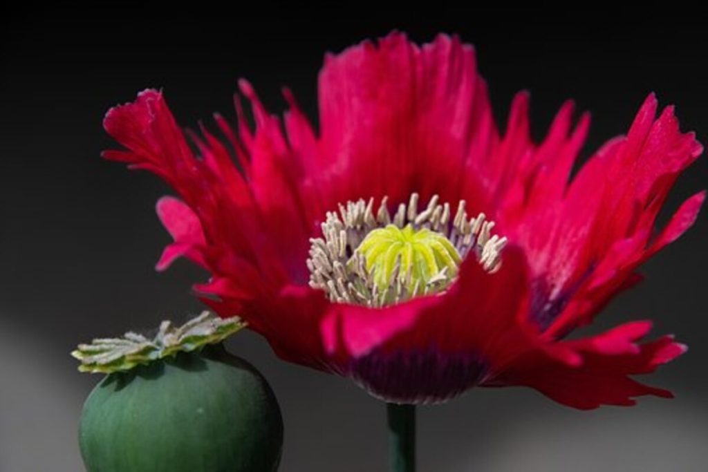 dried poppy pods online