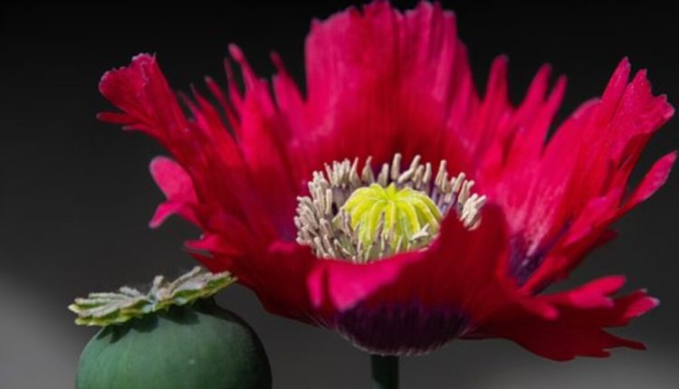 dried poppy pods online