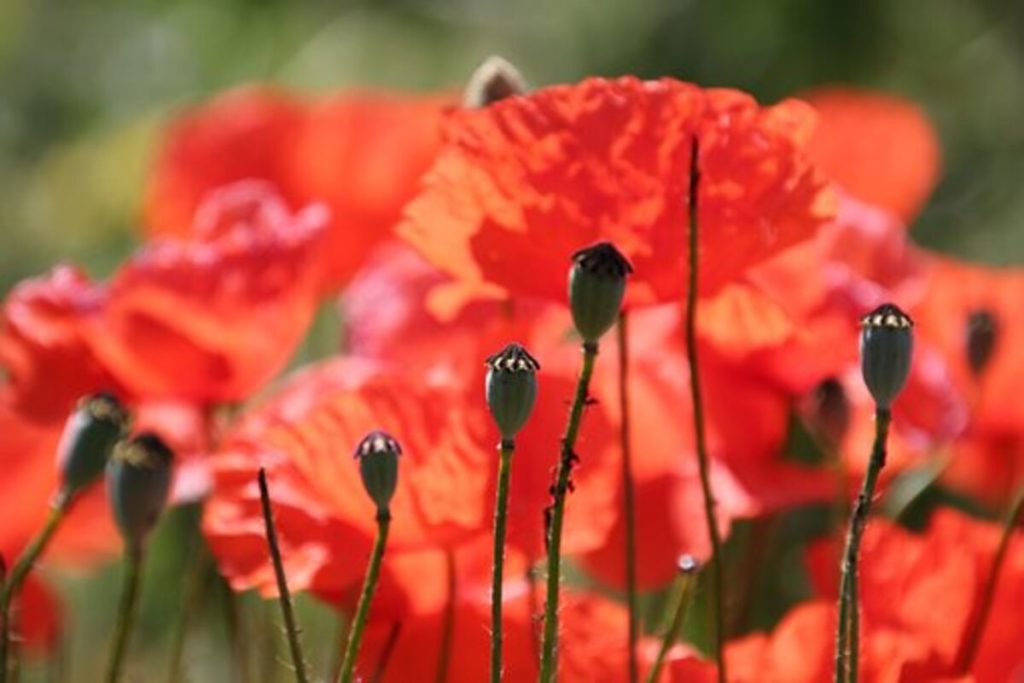 dried poppy pods (unwashed)