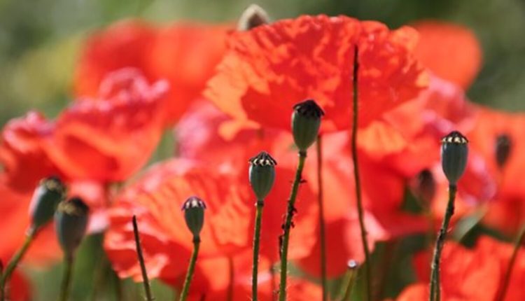 dried poppy pods (unwashed)