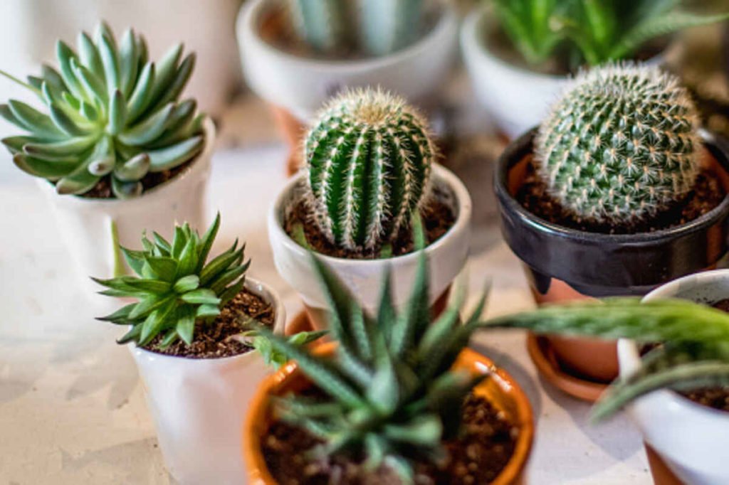peyote cactus for sale