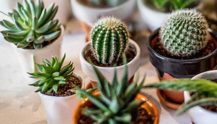 peyote cactus for sale