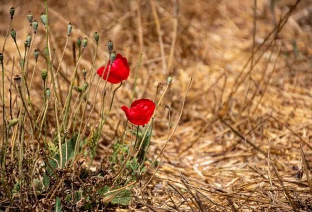 poppy pods for sale
