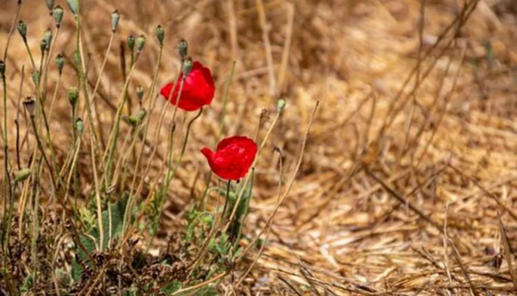 poppy pods for sale