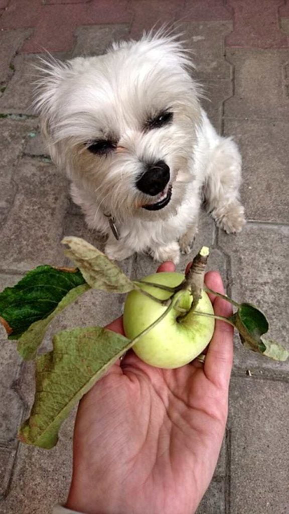 Raw Diet for Your Pets