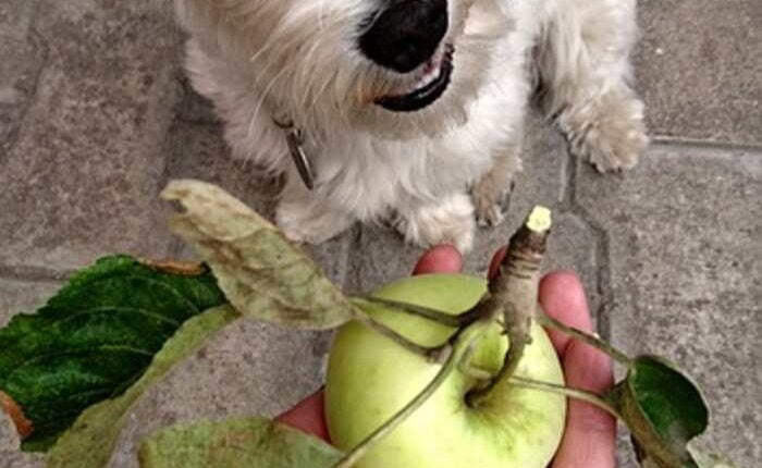 Raw Diet for Your Pets