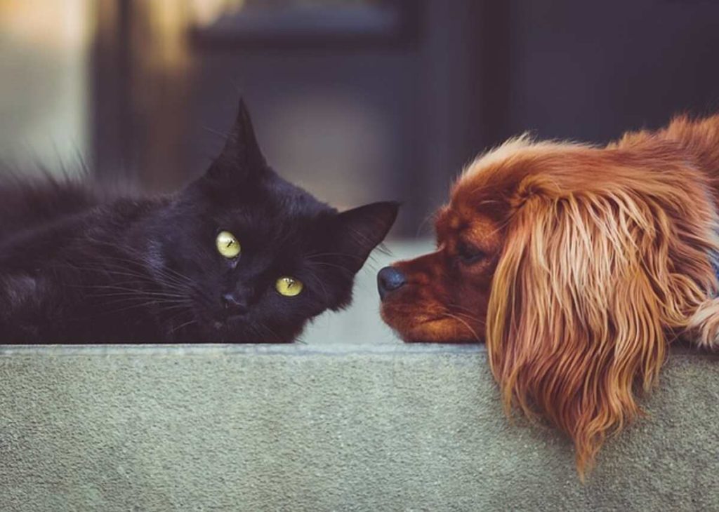 Dog Psychology 101