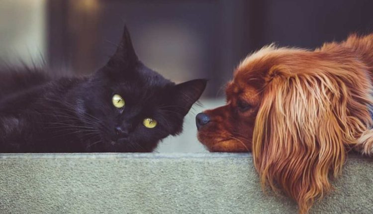 Dog Psychology 101