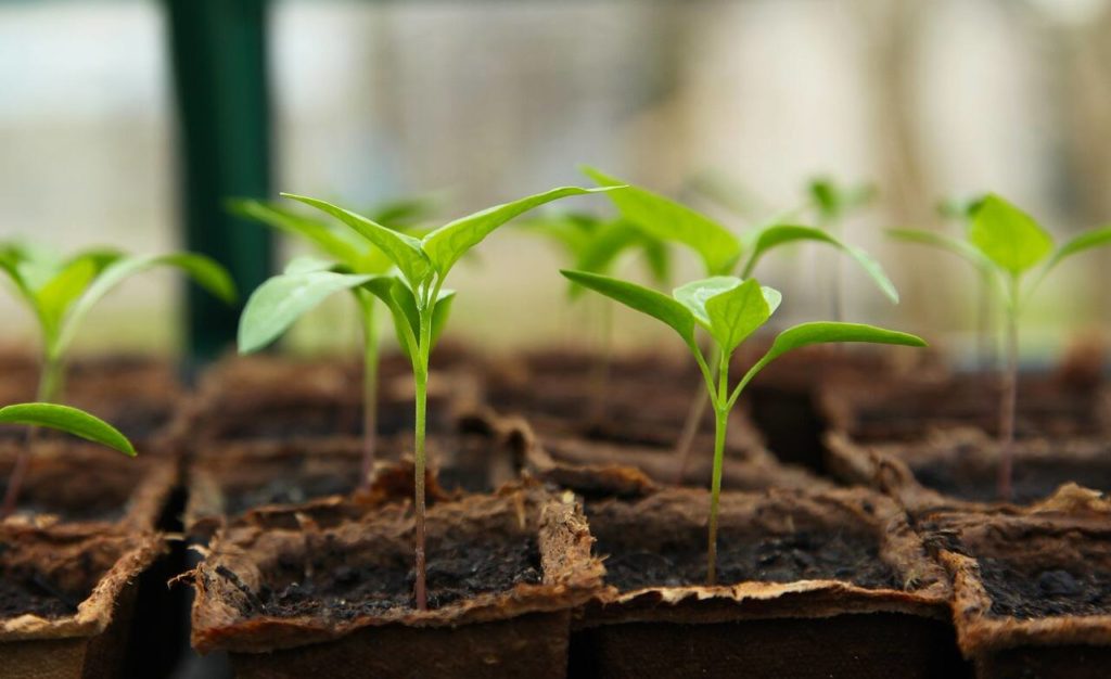 How Does Your Garden Grow