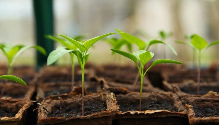 How Does Your Garden Grow