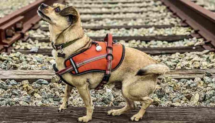How to Potty Train an Old Dog