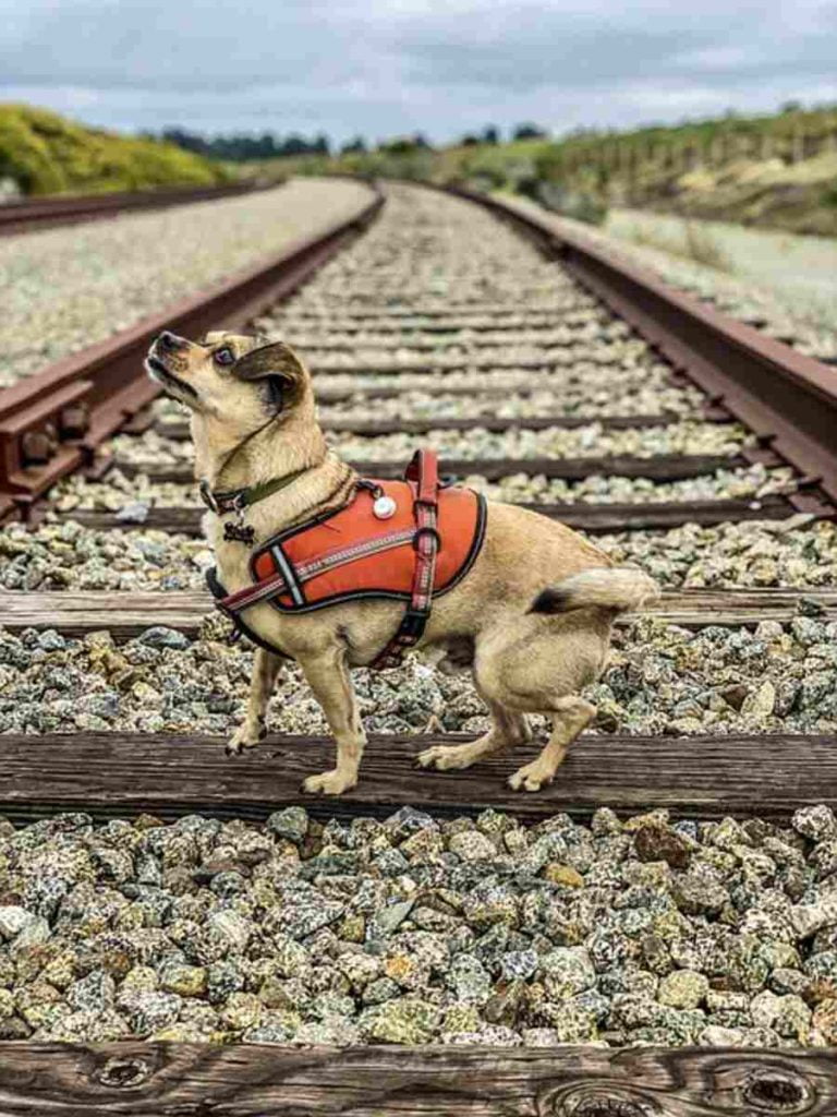 How to Potty Train an Old Dog