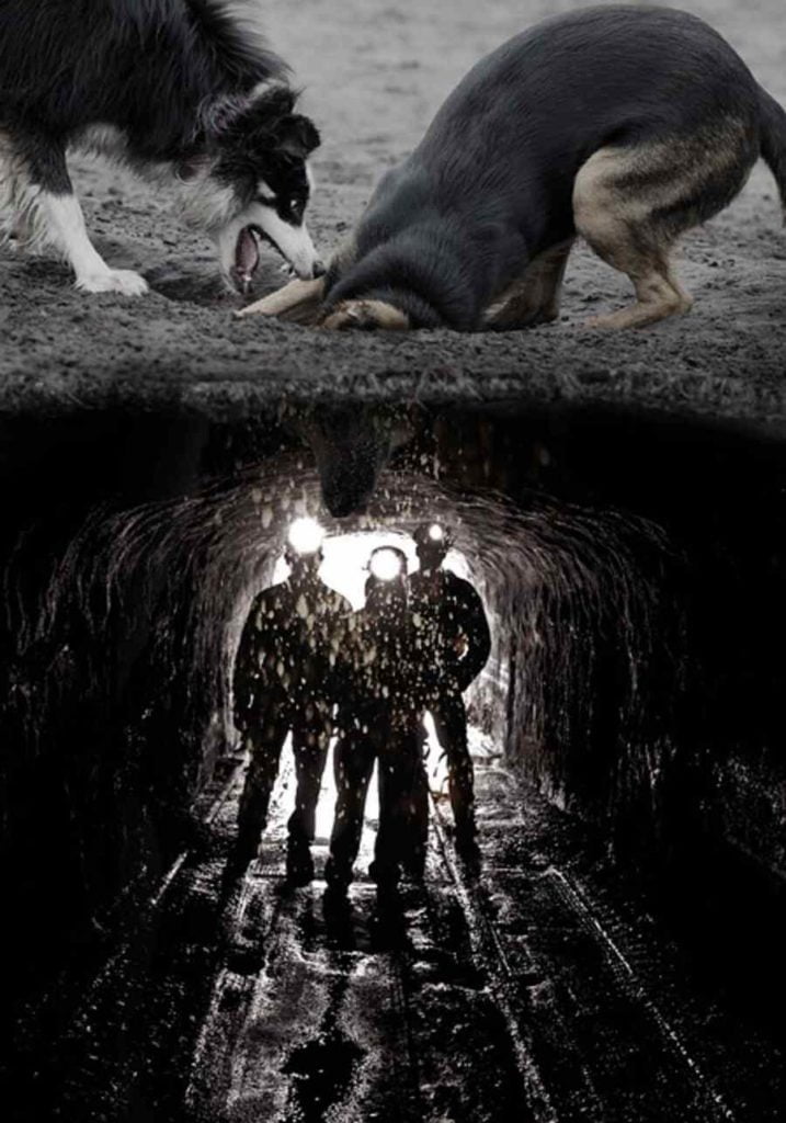 How to Stop Your Dog From Digging