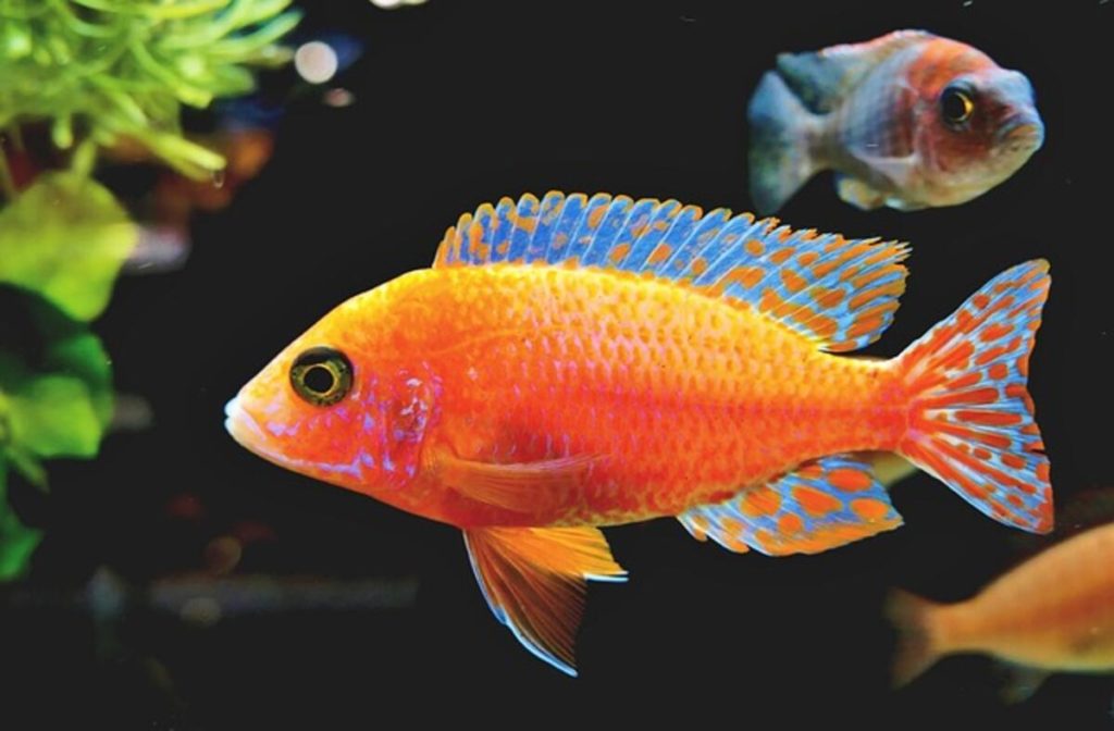 How To Quiet A Noisy Aquarium