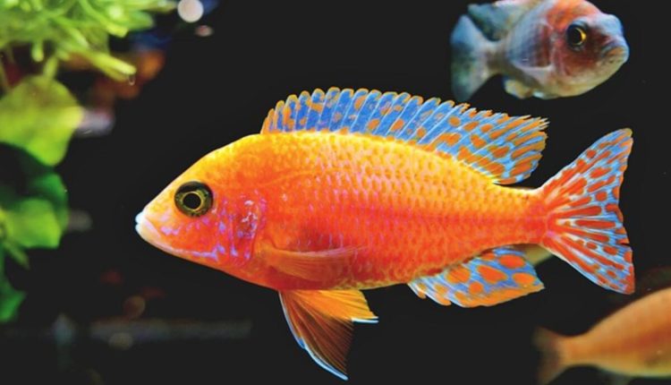 How To Quiet A Noisy Aquarium