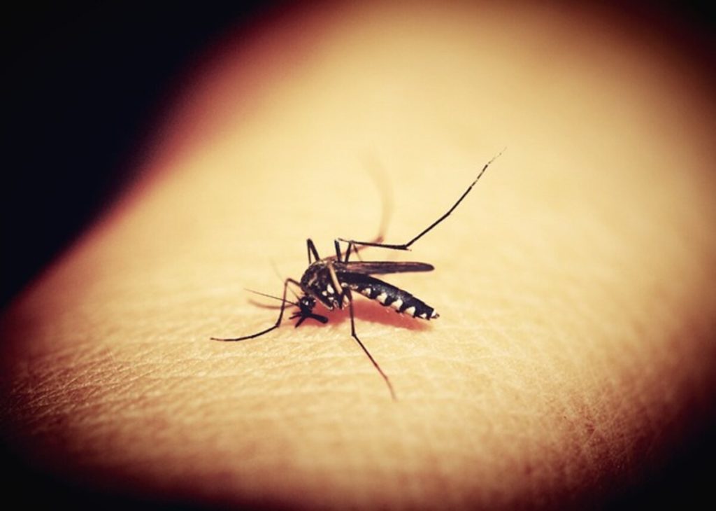 How To Kill Mosquitoes