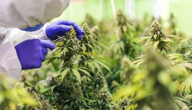 moon chocolate bar 250mg