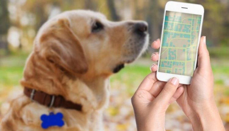 gps tracker for dog