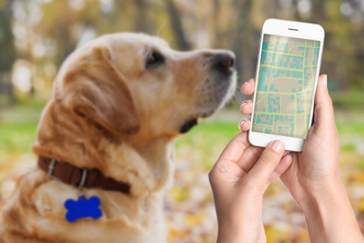 gps tracker for dog