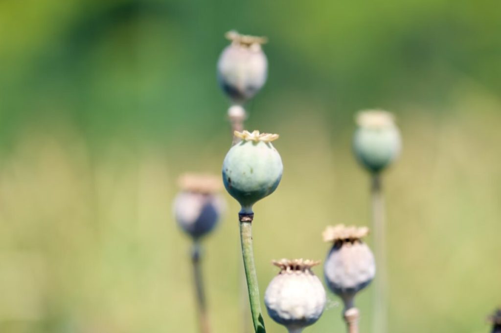 dried poppy pods usa