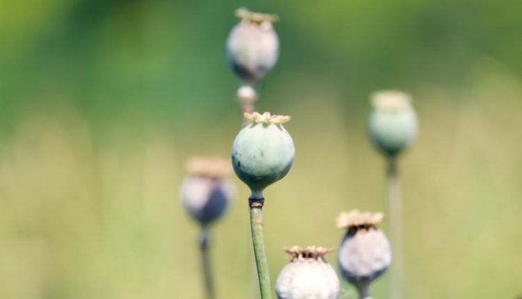 dried poppy pods usa