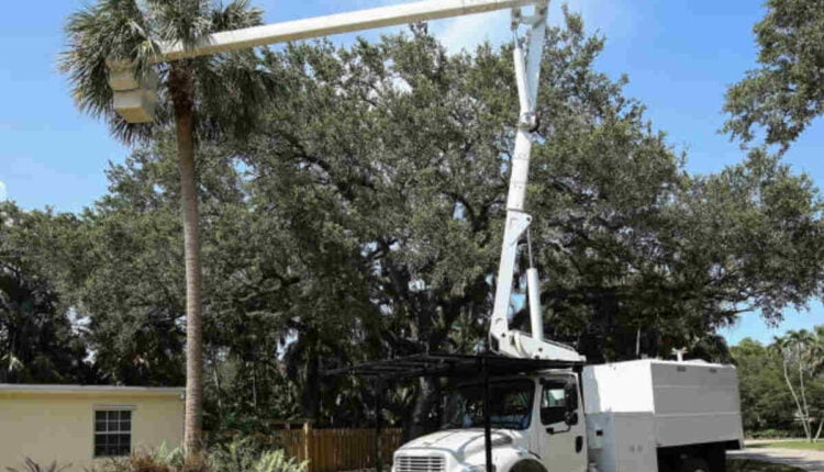 San Ramon tree service