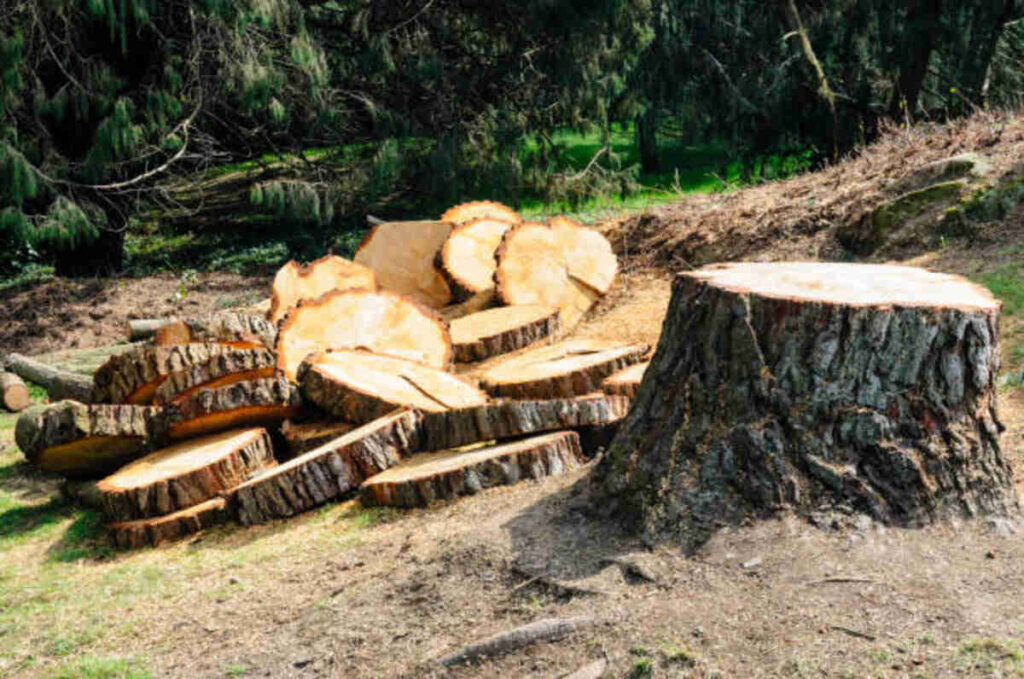 tree service monte sereno